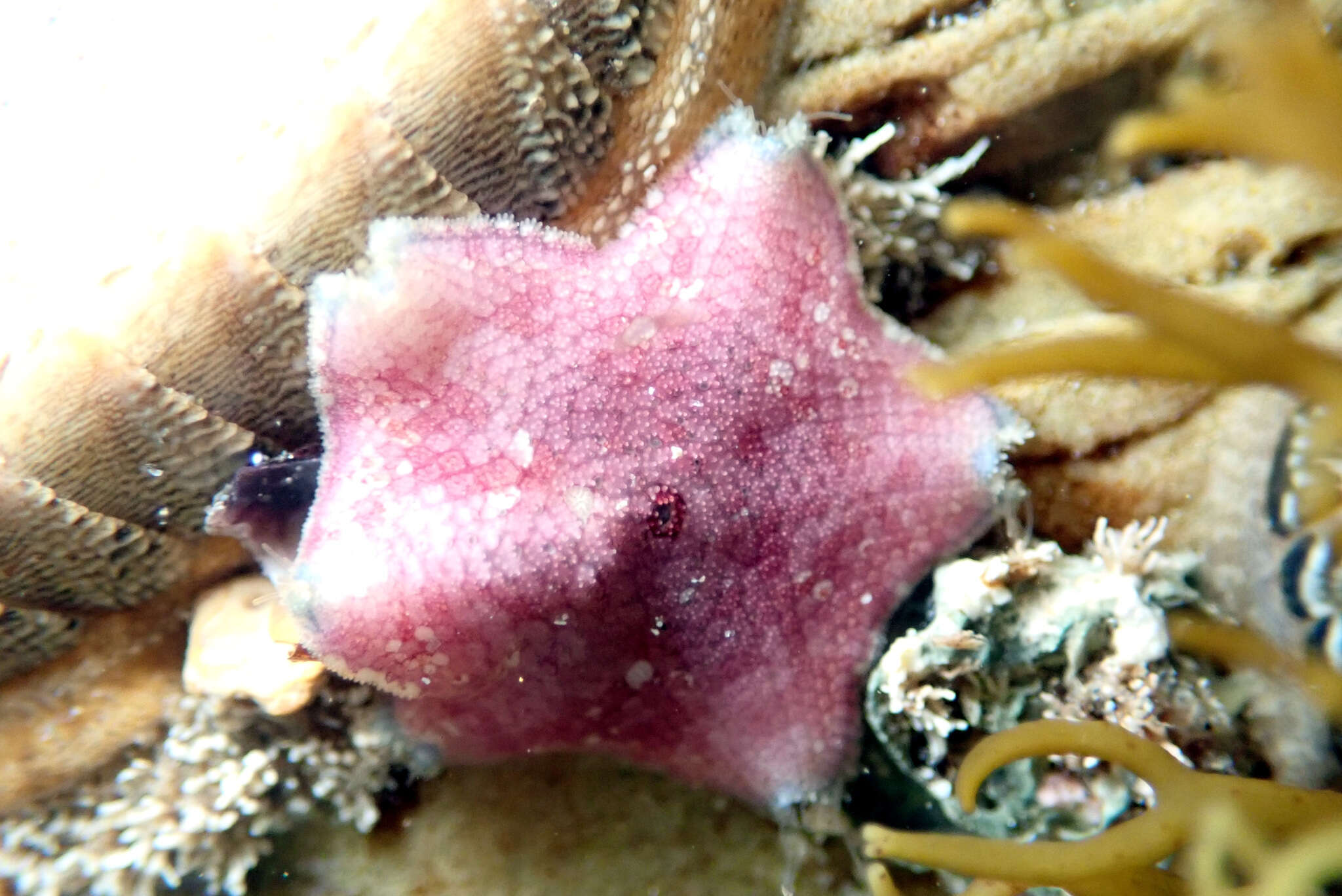 Image of Meridiastra medius (O'Loughlin, Waters & Roy 2003)