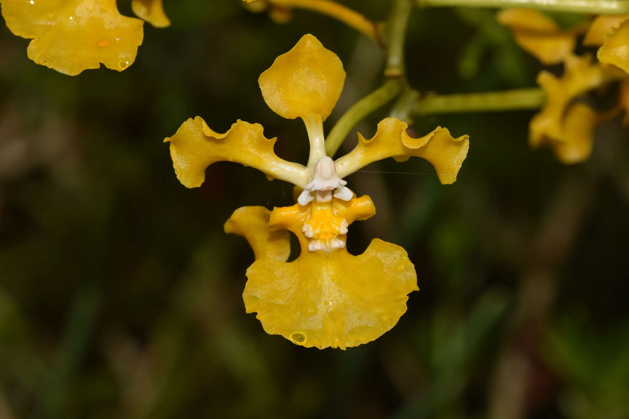 Image of spotted mule-ear orchid