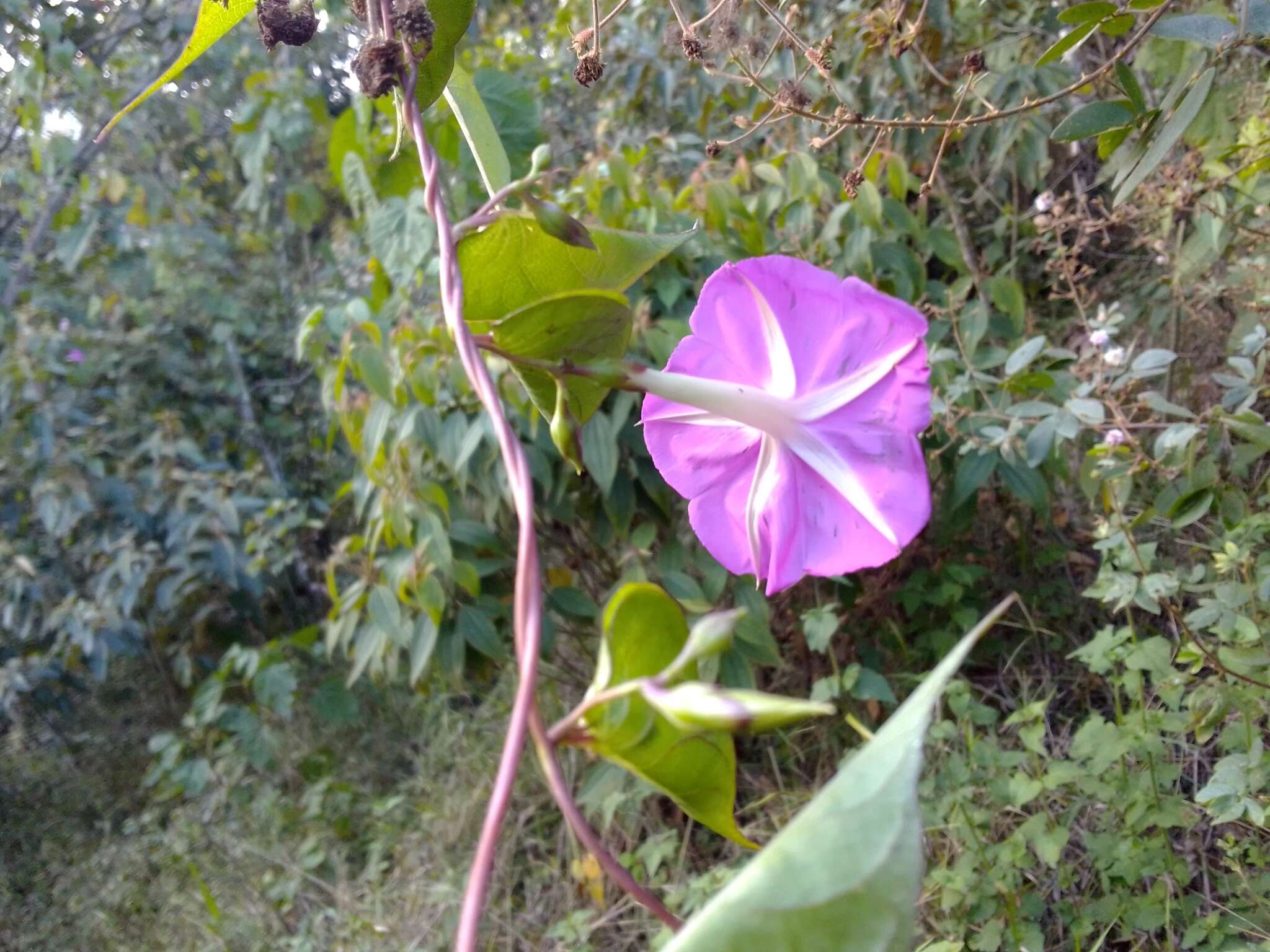 Image of Ipomoea dumosa (Benth.) L. O. Wms.