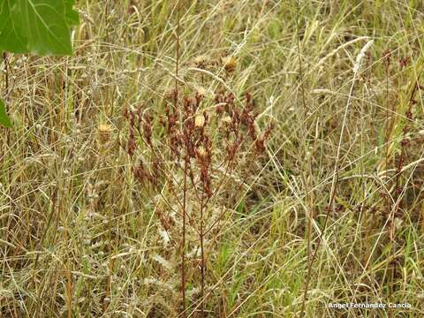 Image de Dactylis glomerata subsp. hispanica (Roth) Nyman