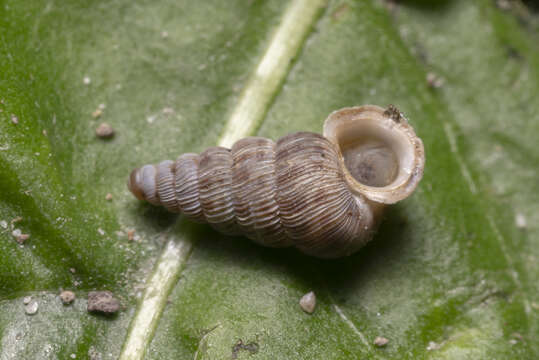 Image of Cochlostoma septemspirale (Razoumowsky 1789)