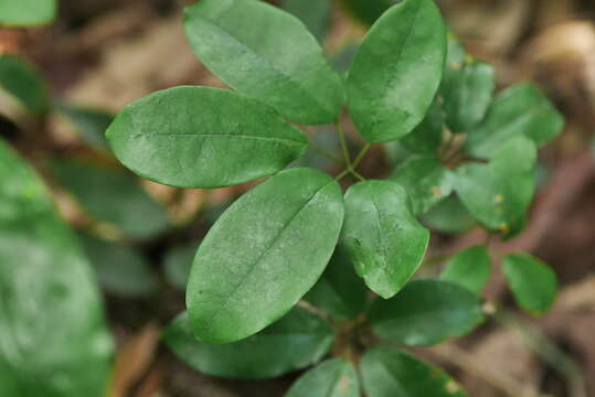 Image of Stauntonia obovata Hemsl.