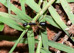 Image de Camponotus subnitidus famelicus Emery 1887