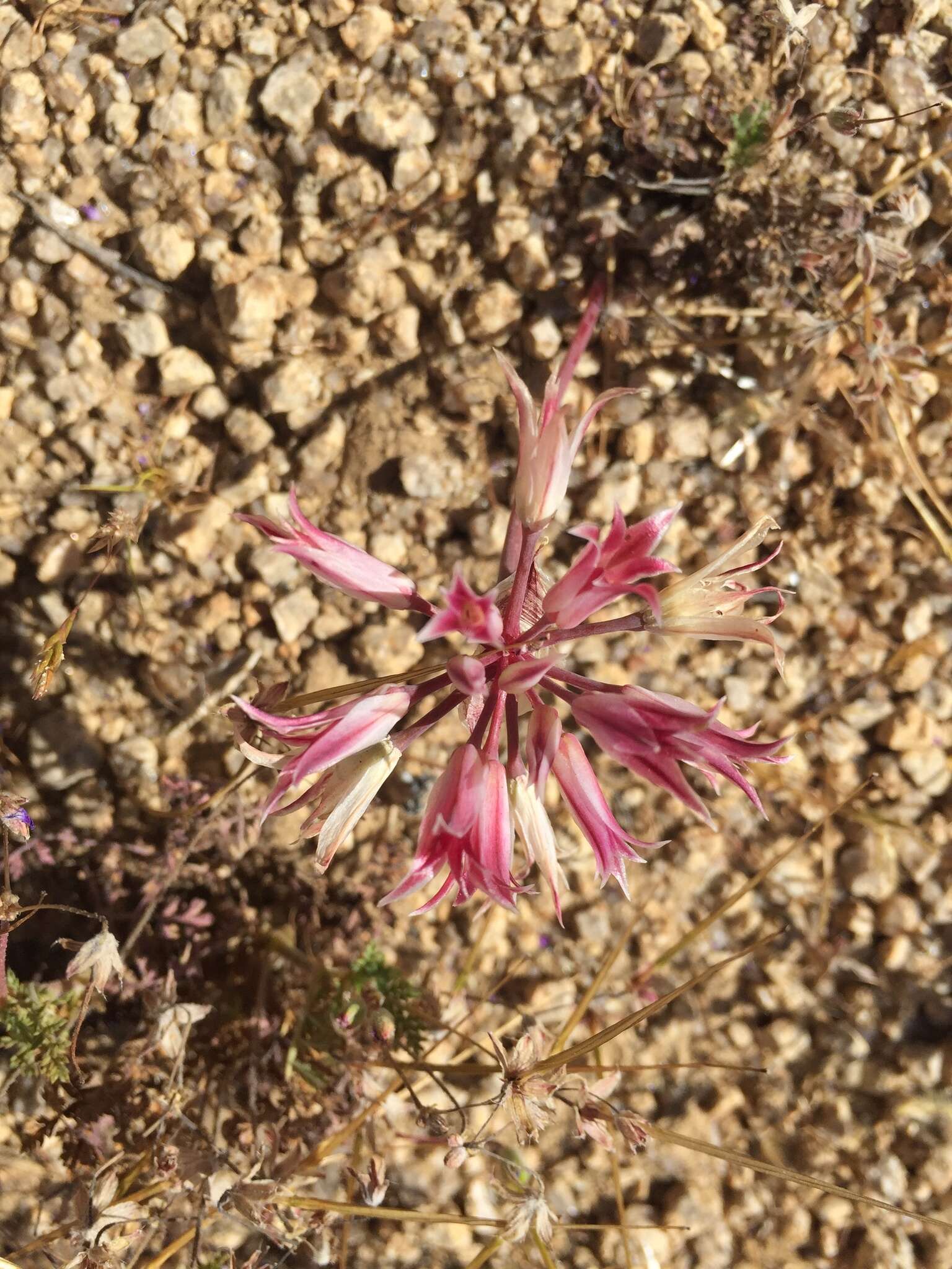 Image of Parish's onion