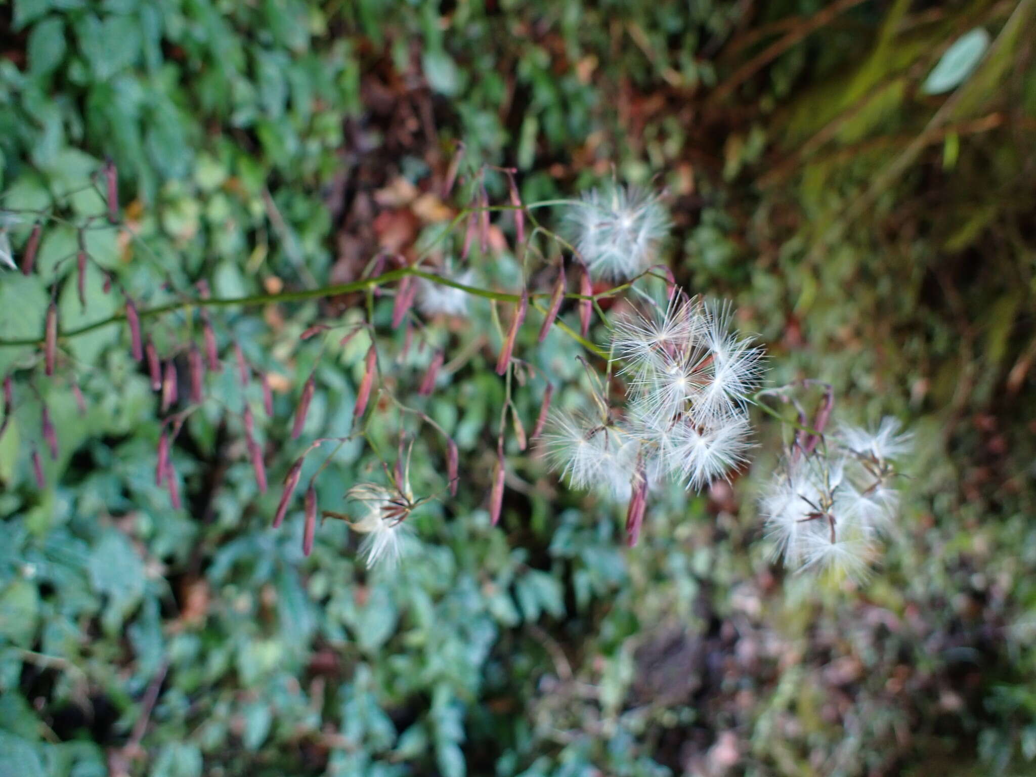 Paraprenanthes melanantha (Franch.) Ze H. Wang的圖片