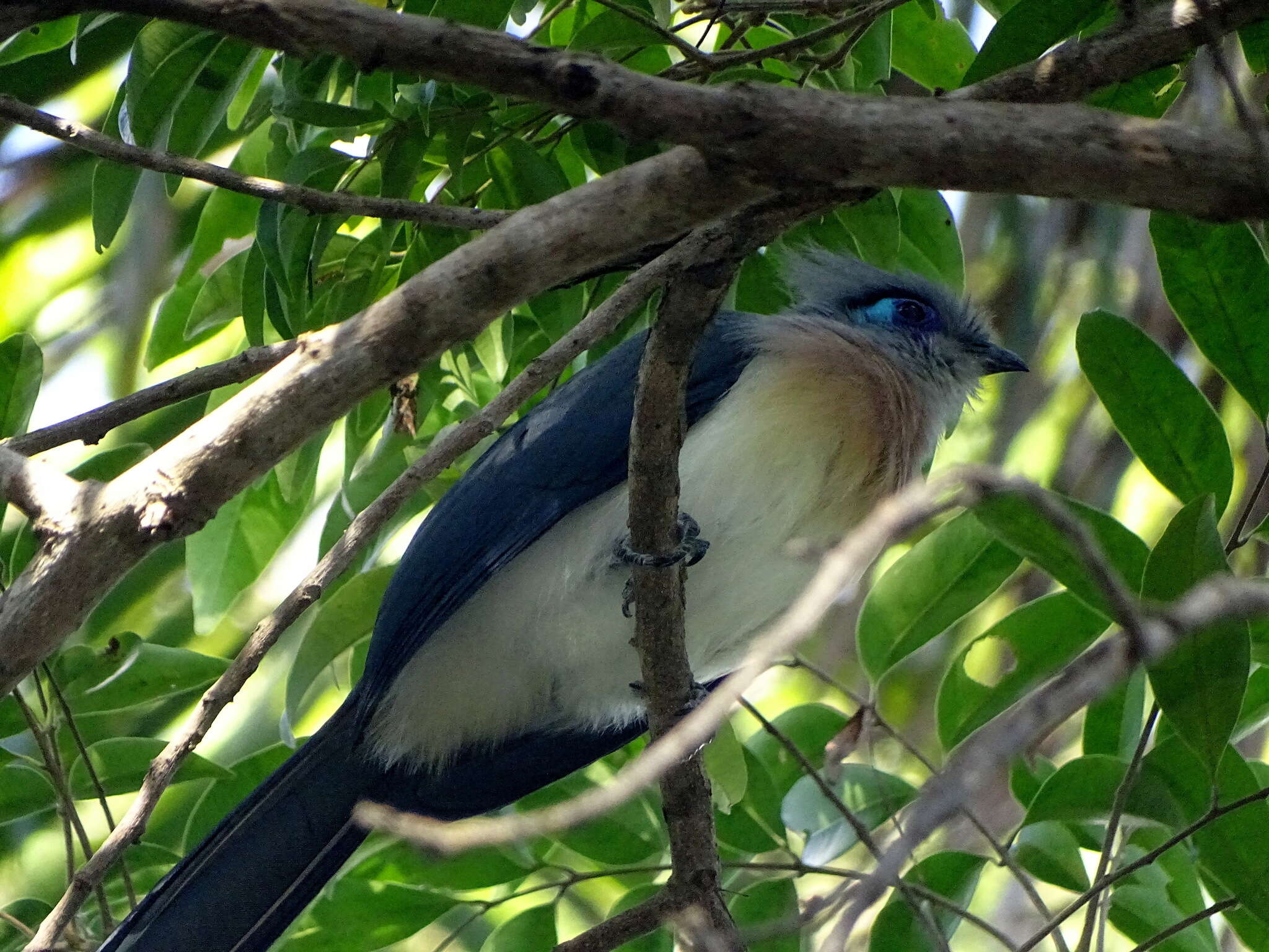 Image of Crested Coua