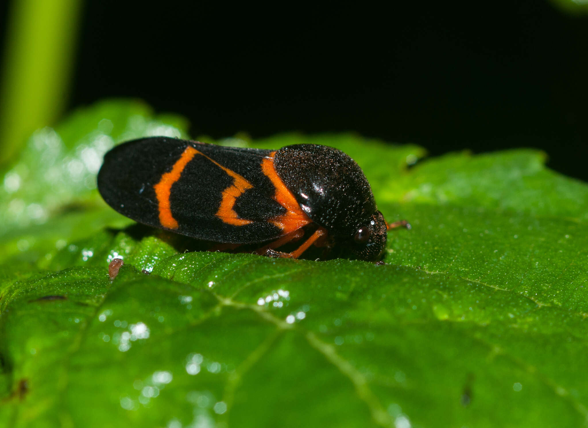 Image of Okiscarta uchidae (Matsumura 1906)