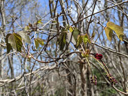 Imagem de Akebia trifoliata (Thunb.) Koidz.