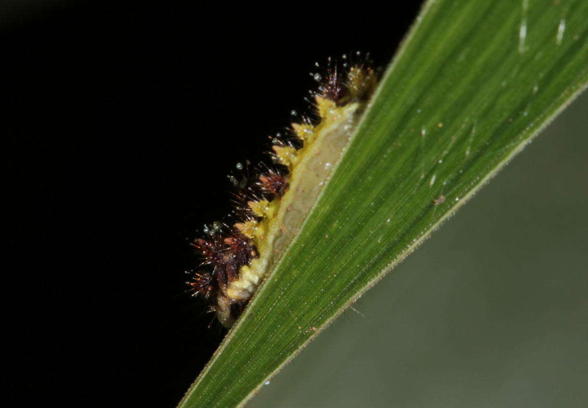 Image of Neomocena convergens Hering 1928