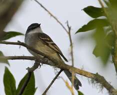 Image of White-throated Tyrannulet