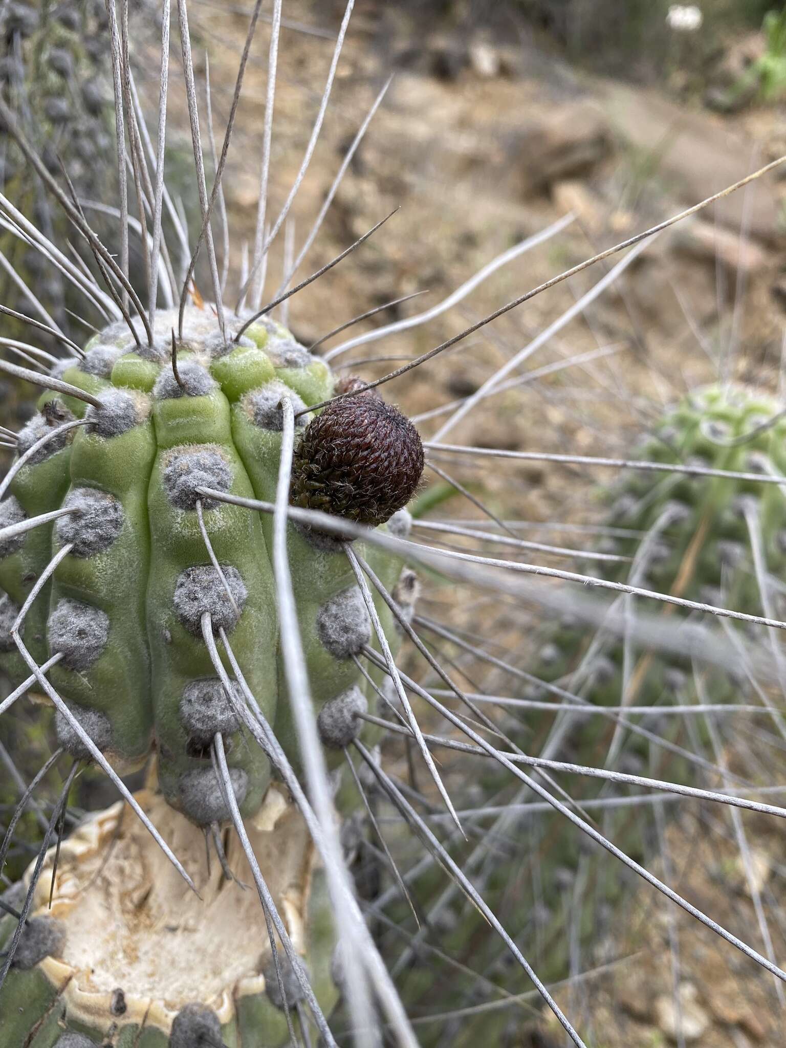 Image of Eulychnia vallenarensis