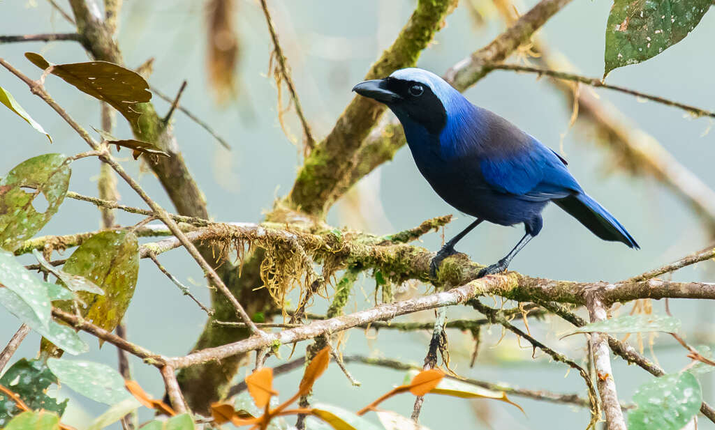 Image of Beautiful Jay