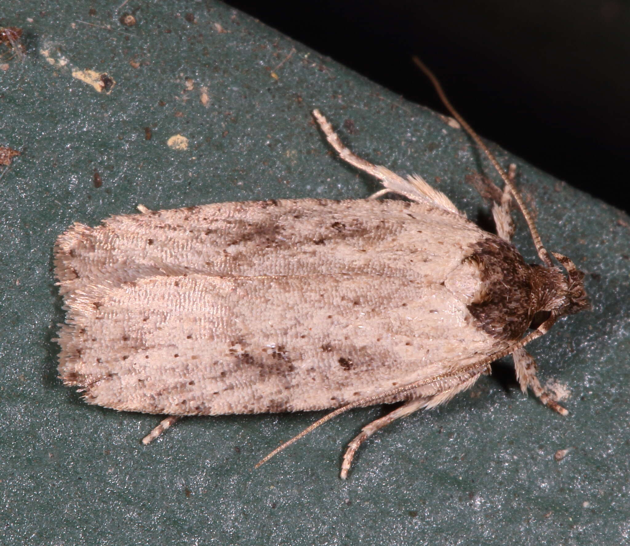 Image of Agonopterix argillacea Walsingham 1881