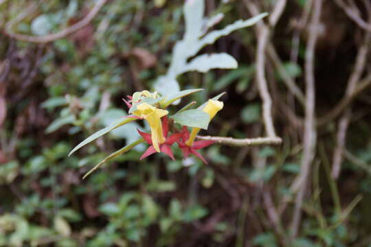 Image of Columnea sulfurea Donn. Sm.