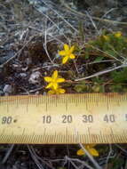 Image of trailing St John's-wort