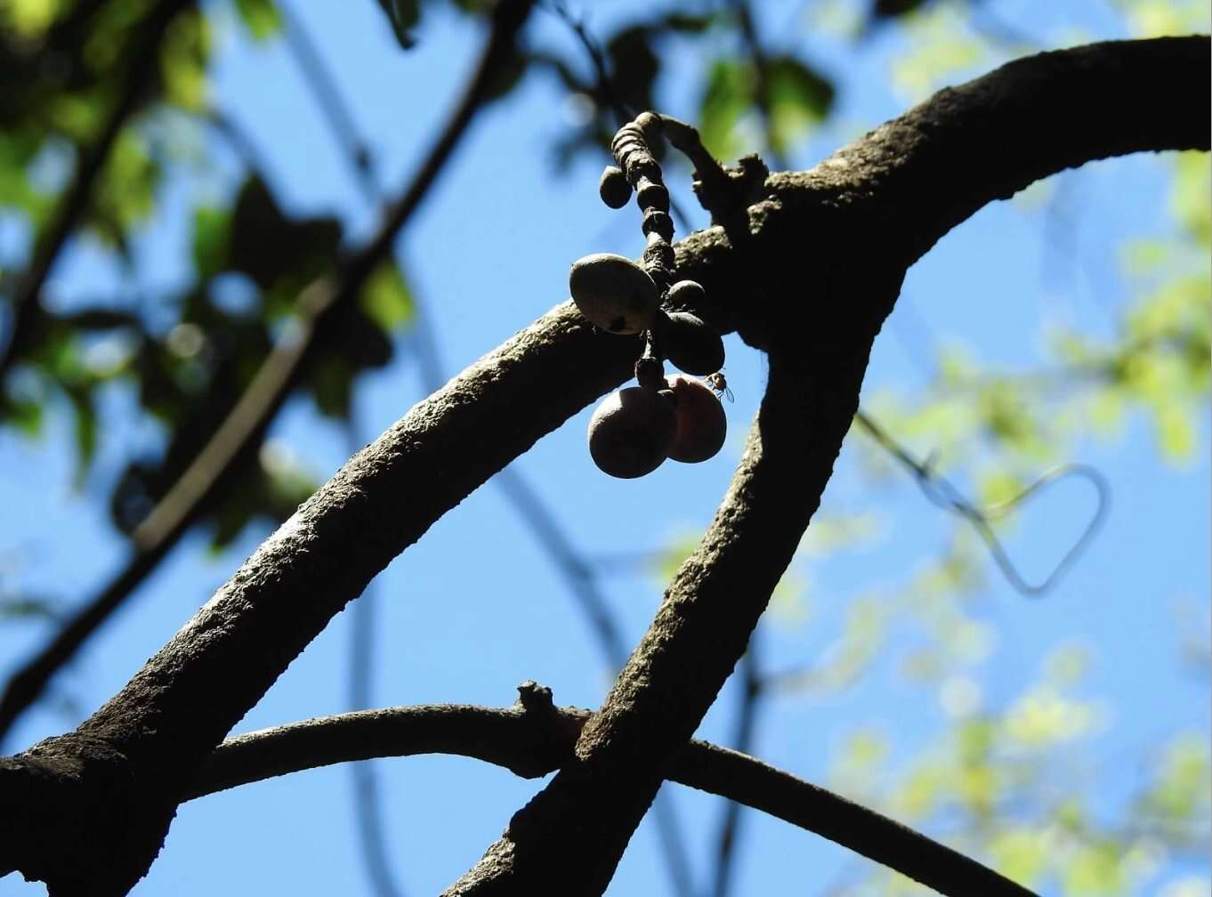 Image of Gnetum luofuense C. Y. Cheng