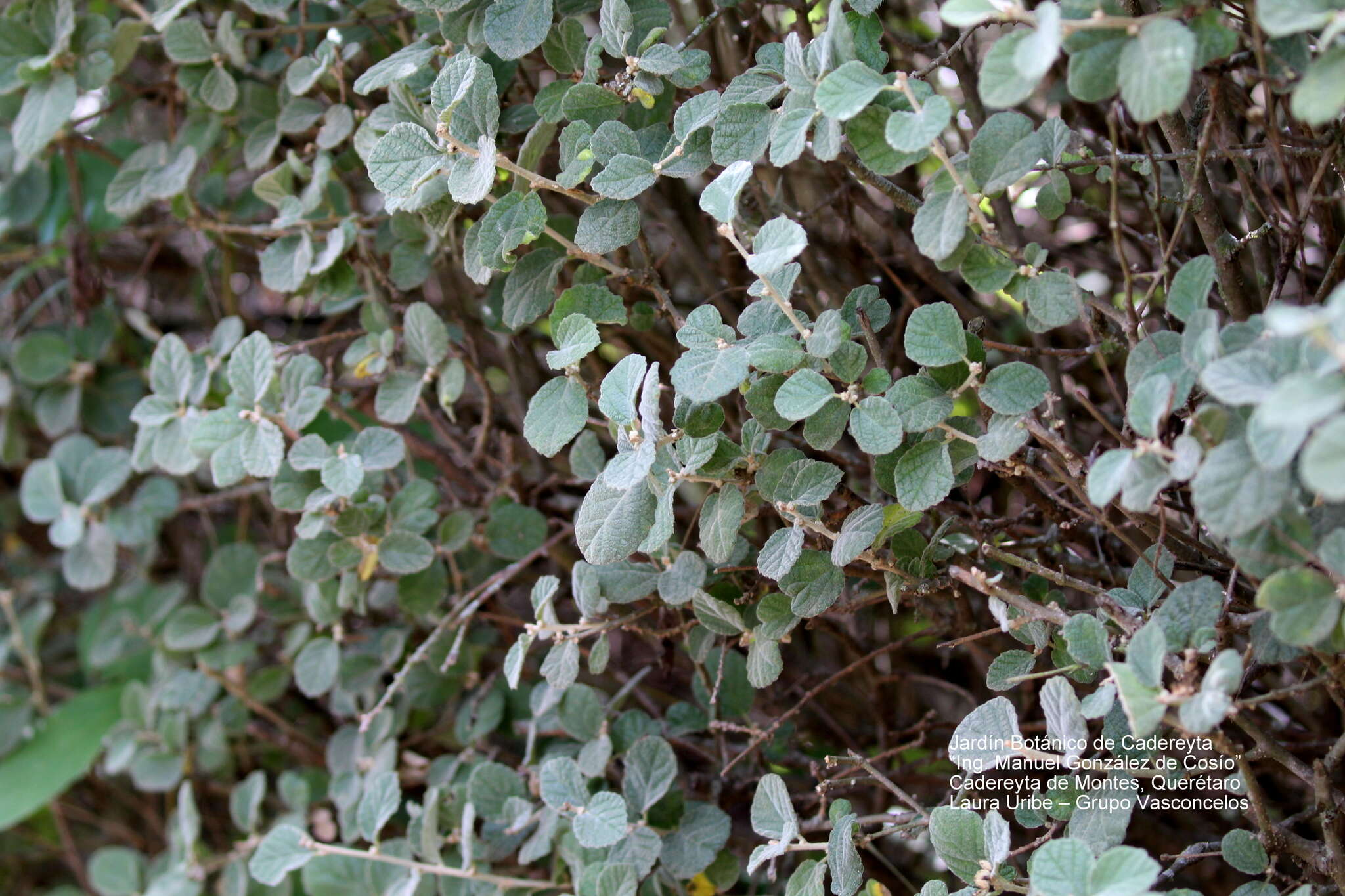 Image of Bernardia mexicana (Hook. & Arn.) Müll. Arg.
