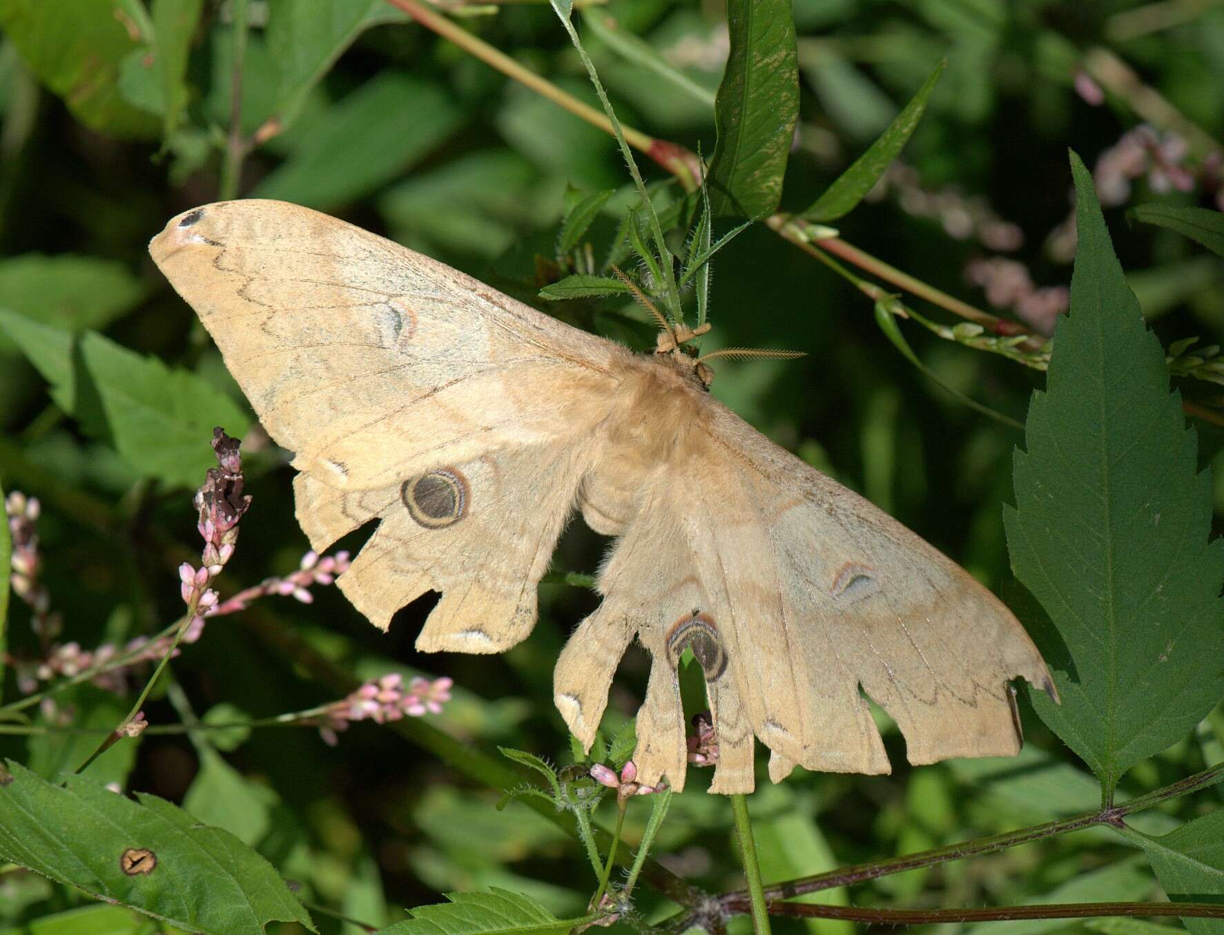 Image of Saturnia japonica (Moore 1862)