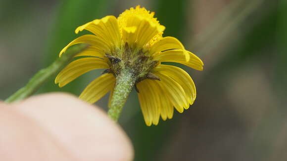 Image of Acmella grandiflora (Turcz.) R. K. Jansen