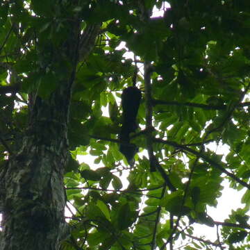 Image of Verreaux's Turaco