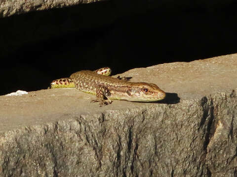 Image of Ajarian lizard