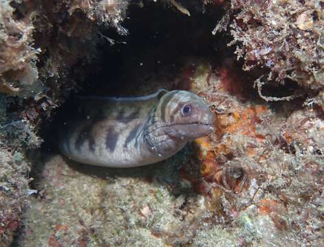 Image of Graceful-tailed moray