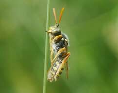 Image of Nomada nobilis Herrich-Schäffer 1839