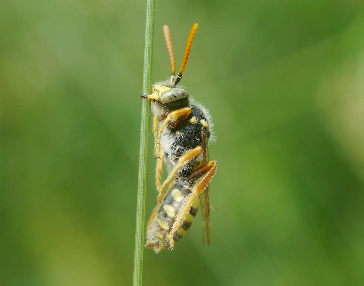 Image of Nomada nobilis Herrich-Schäffer 1839