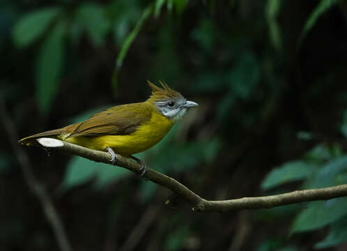 Imagem de Alophoixus flaveolus (Gould 1836)