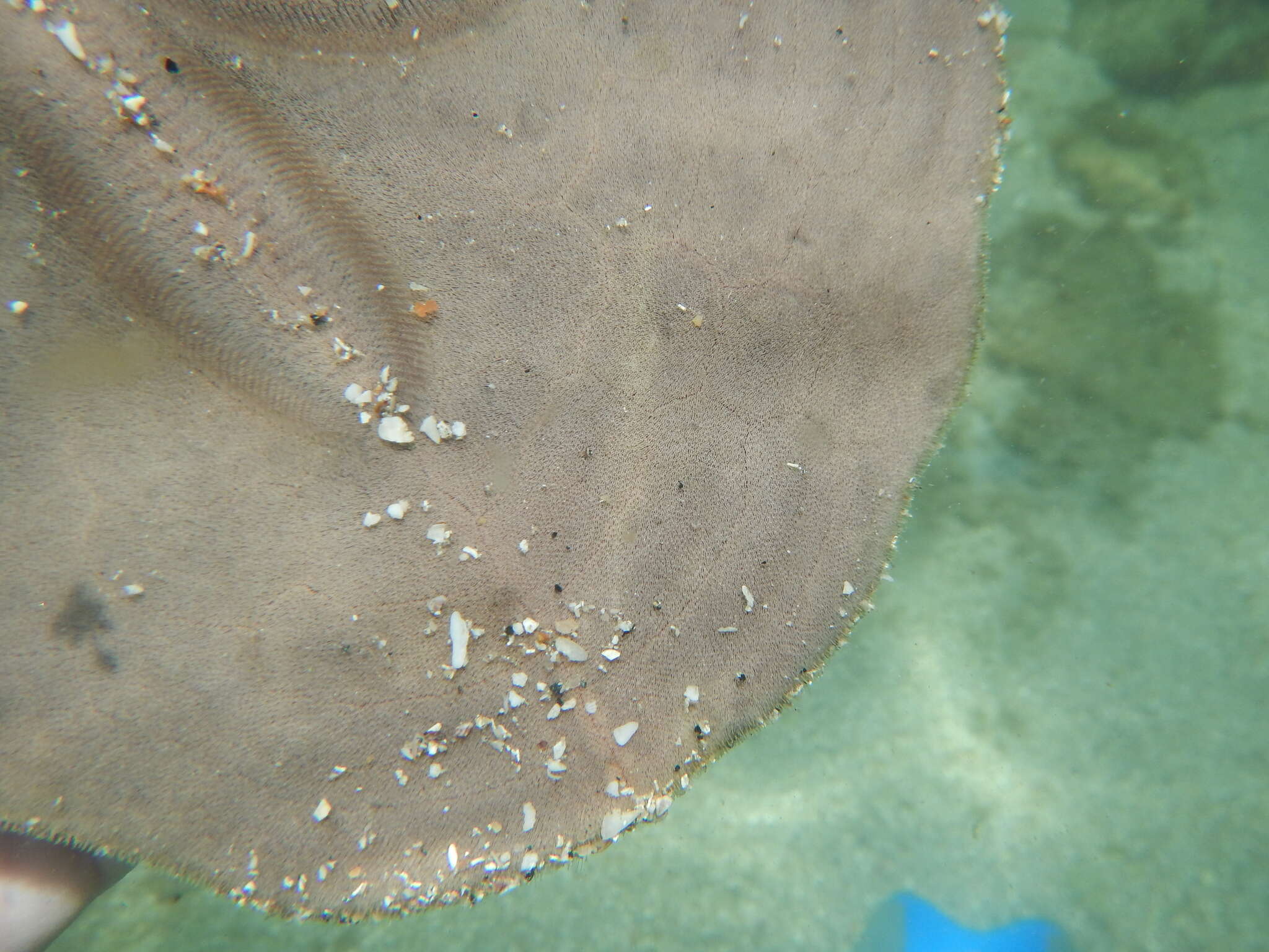 Image of Sand dollar