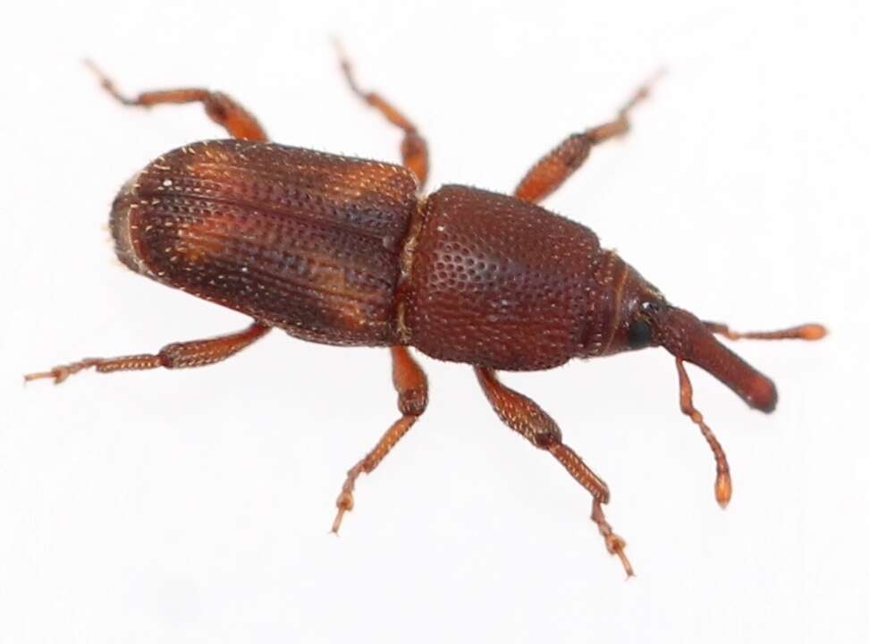 Image of rice weevil