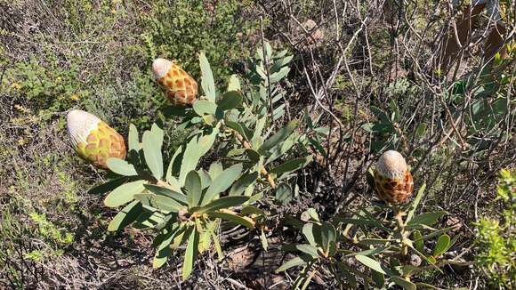 Image of Protea inopina J. P. Rourke