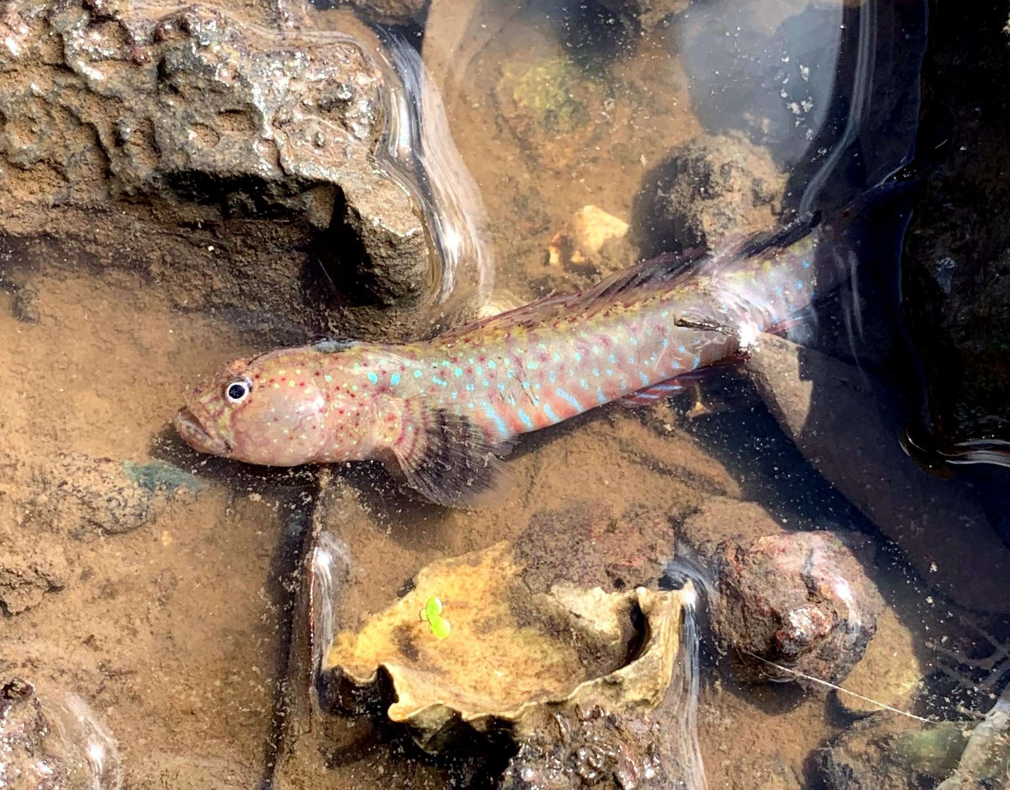 Image of Crested oystergoby