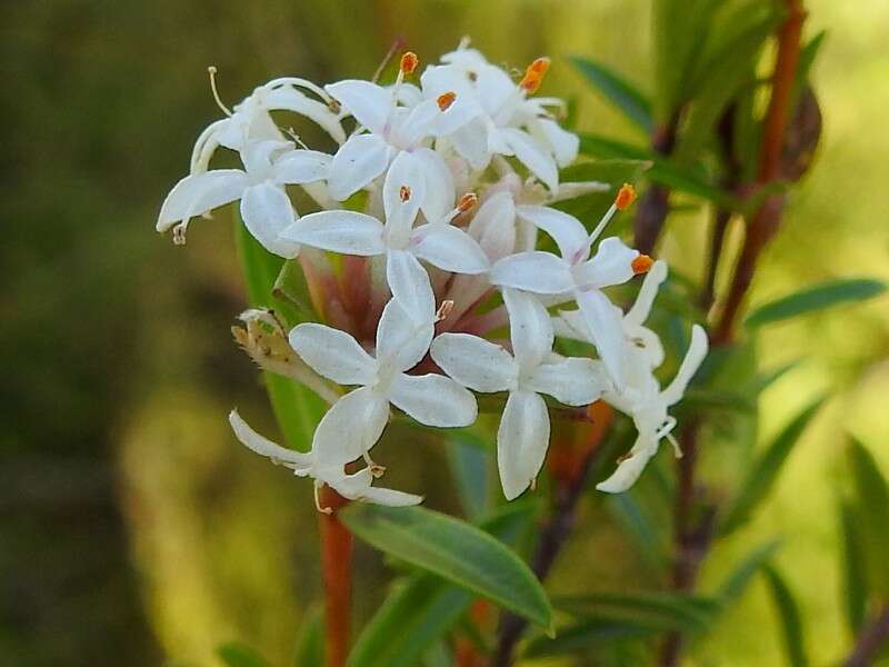 Image of Pimelea linifolia subsp. linifolia