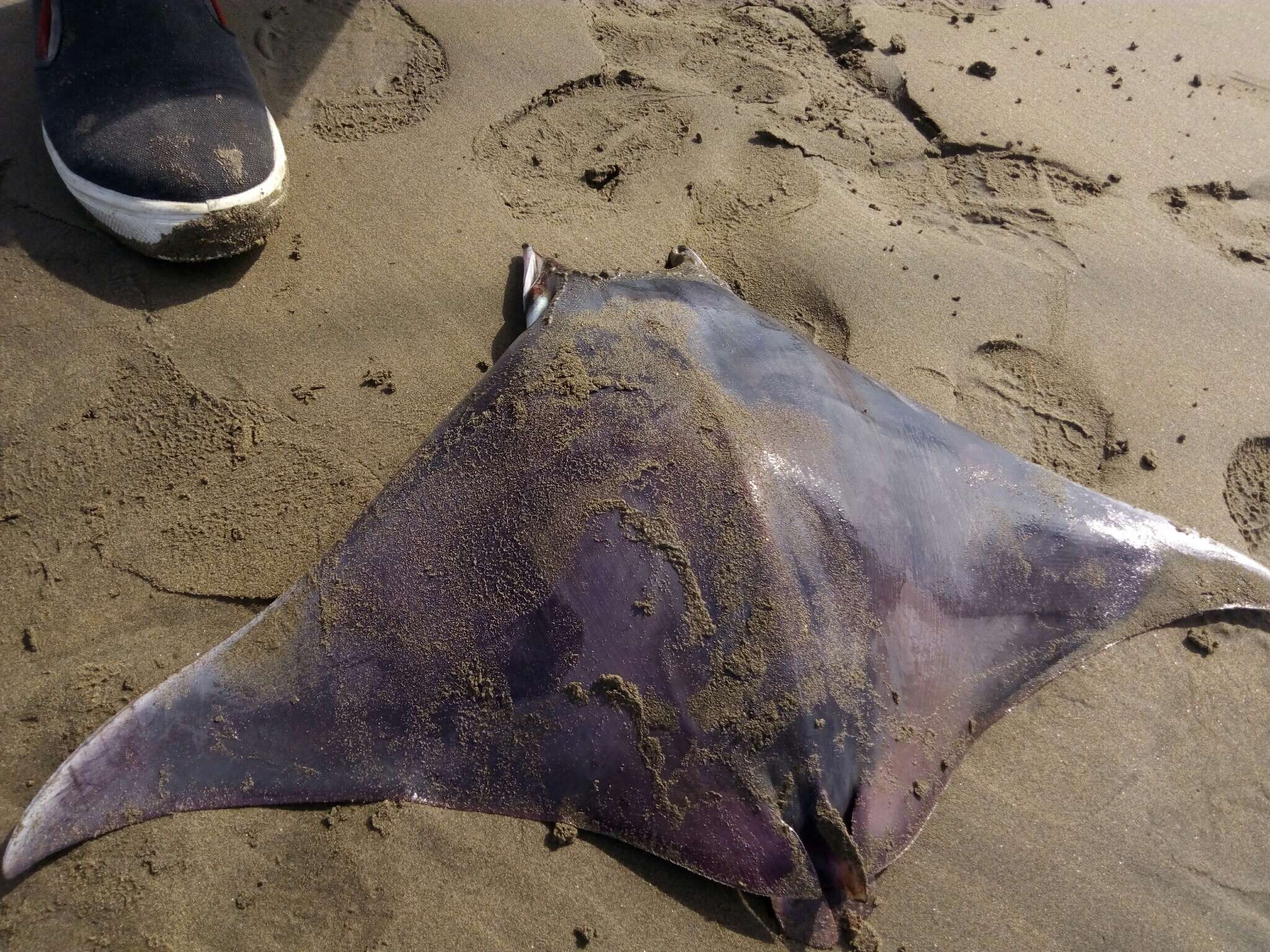 Image of Munk&#39;s devil ray