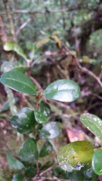 Image of Vitex trichantha Baker