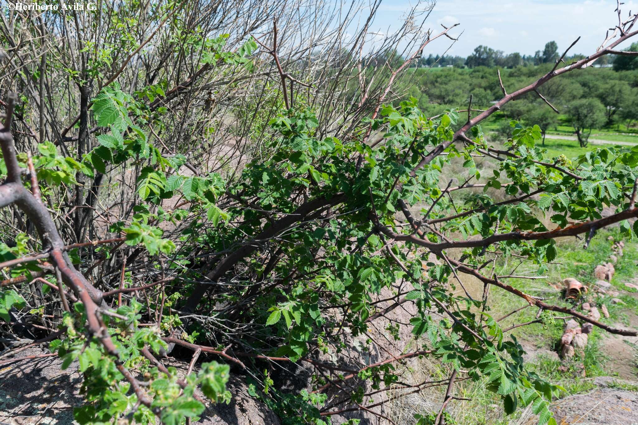 Image de Bursera palmeri S. Wats.