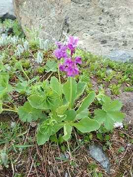 Primula latifolia Lapeyr. resmi