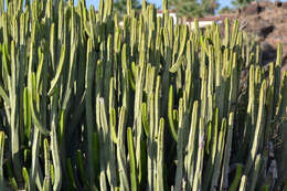 Imagem de Euphorbia canariensis L.