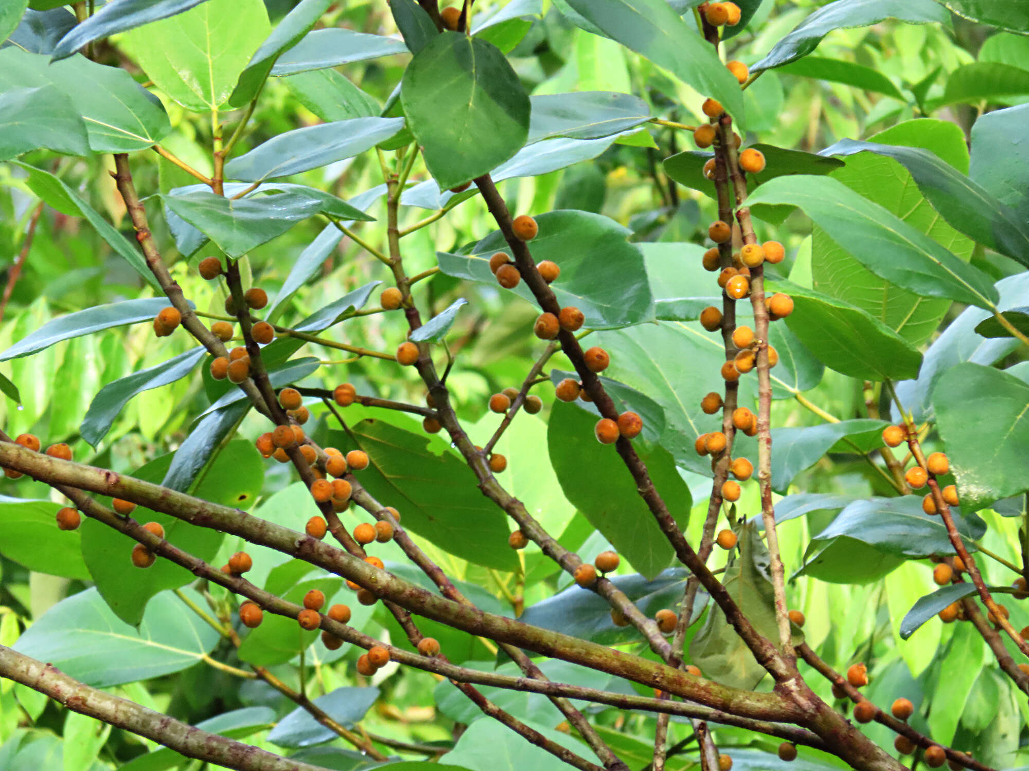 Image of Ficus fulva Reinw. ex Bl.