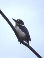 Image of Blue-and-white Kingfisher