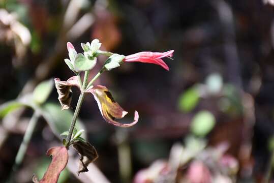 Image of Dicliptera inutilis Leonard