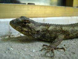 Image of Sceloporus melanorhinus calligaster Smith 1942