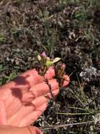 Image of thinleaved owl's-clover