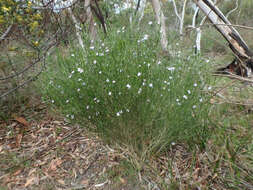 Image of Cyanothamnus coerulescens