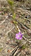 Image of coastal plain false foxglove