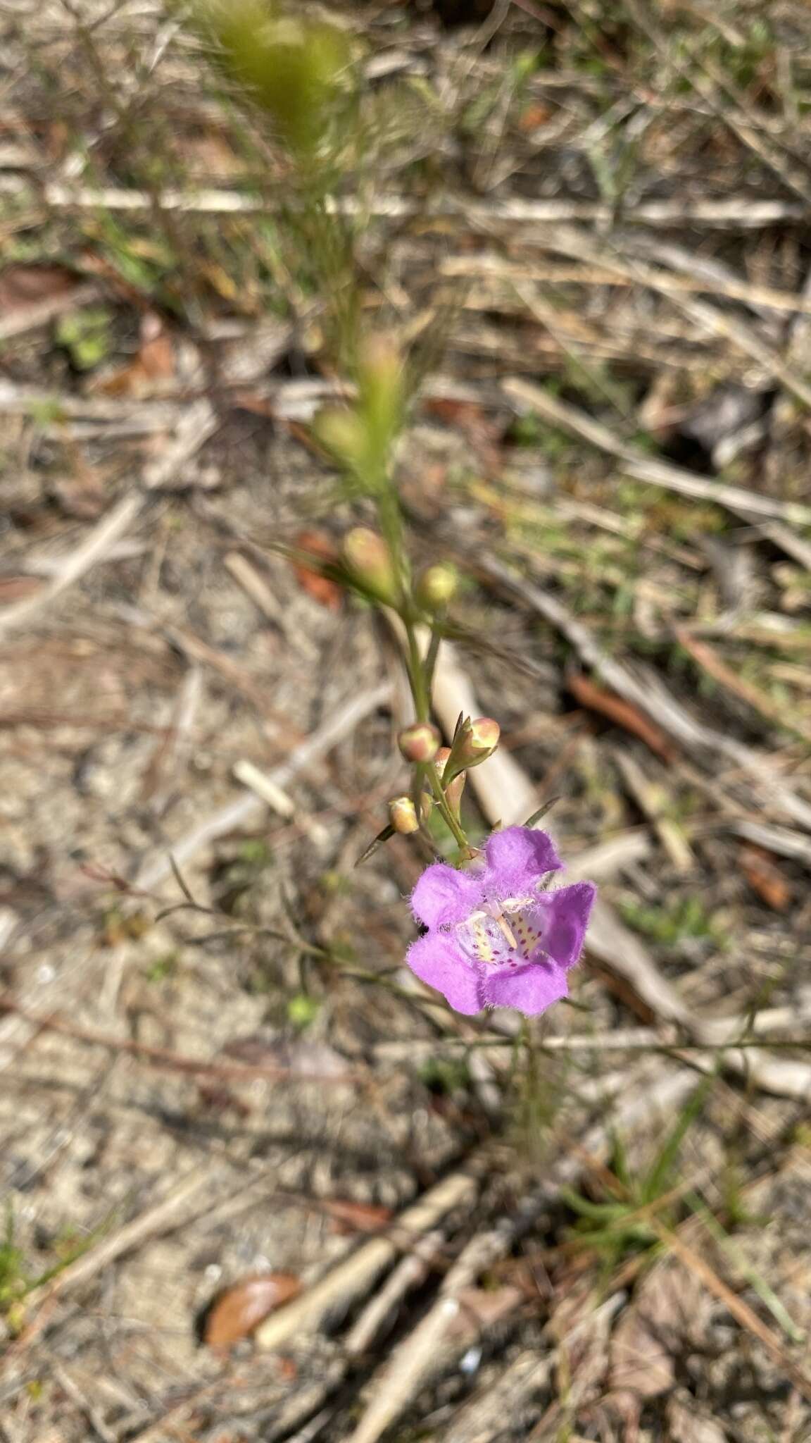 Image of coastal plain false foxglove