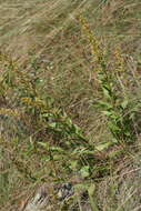 Plancia ëd Solidago pallida (Porter) Rydb.