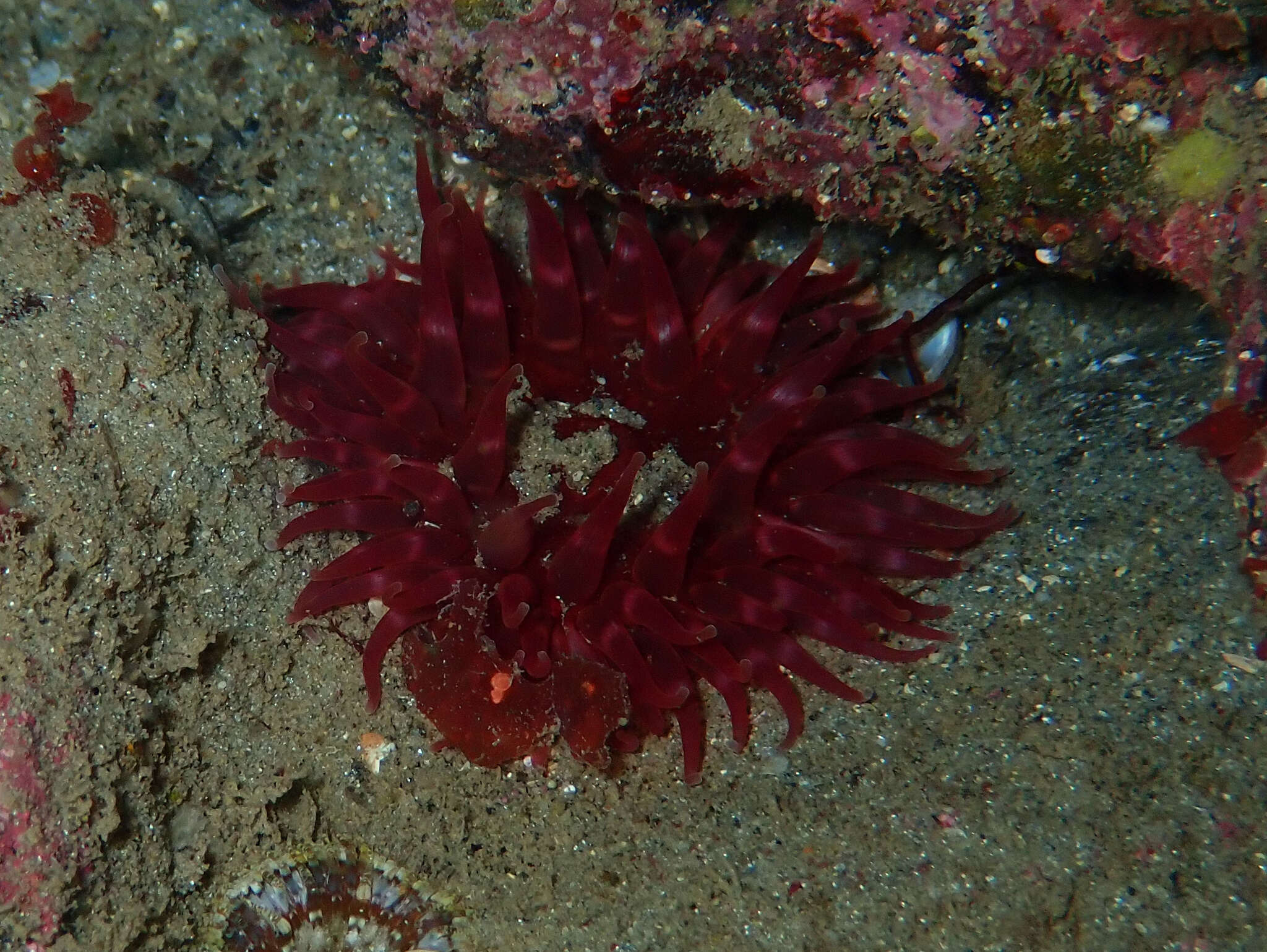 Image of Northern red anemone