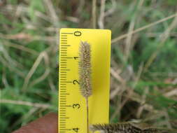 Image of Phleum bertolonii DC.